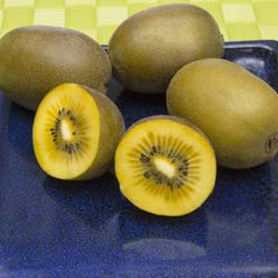 Kiwi à chair jaune / Actinidia deliciosa